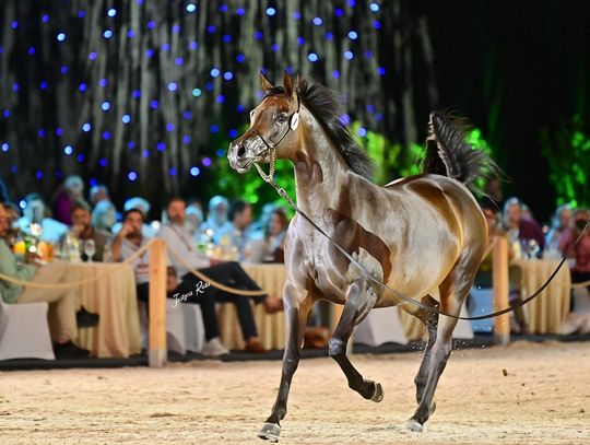 56. aukcja Pride of Poland