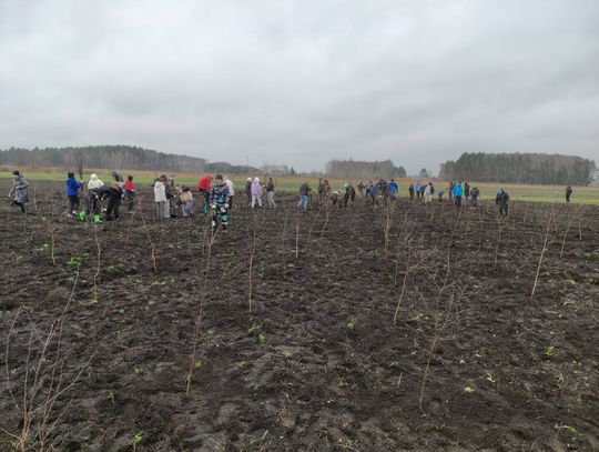 Sadzenie drzewek w Tucznej [GALERIA ZDJĘĆ]